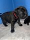 English Mastiff Puppies for sale in Chinook, WA 98614, USA. price: $1,000