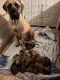 English Mastiff Puppies for sale in Chicago, IL 60602, USA. price: $500