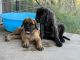 English Mastiff Puppies for sale in Houston, TX, USA. price: $1,000