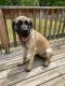 English Mastiff Puppies for sale in Marquette, MI, USA. price: $350