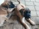 English Mastiff Puppies for sale in Honey Brook, PA 19344, USA. price: $1,200