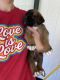 English Mastiff Puppies for sale in Kelso, WA, USA. price: NA