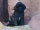 English Mastiff Puppies for sale in Honey Brook, PA 19344, USA. price: $1,200