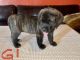 English Mastiff Puppies for sale in Greenville, TX, USA. price: $500