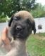 English Mastiff Puppies for sale in Palmyra, NJ, USA. price: $1,200
