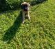 English Mastiff Puppies for sale in Sikeston, MO 63801, USA. price: $400