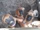 English Mastiff Puppies for sale in Portsmouth, VA, USA. price: $350