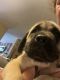 English Mastiff Puppies for sale in Indianapolis, IN, USA. price: $1,200
