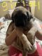 English Mastiff Puppies for sale in Indianapolis, IN, USA. price: $1,500