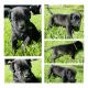 English Mastiff Puppies for sale in Norfolk, VA, USA. price: $1,500