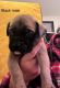 English Mastiff Puppies for sale in Harmony, NC 28634, USA. price: NA