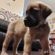 English Mastiff Puppies for sale in Crescent, OK 73028, USA. price: $900