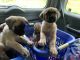 English Mastiff Puppies for sale in Warsaw, OH 43844, USA. price: $1,200