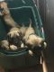 English Mastiff Puppies for sale in Bardstown, KY 40004, USA. price: NA