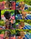 English Mastiff Puppies for sale in Watervliet, MI 49098, USA. price: $1,000