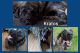 English Mastiff Puppies for sale in Henderson, NY 13650, USA. price: NA