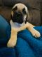 English Mastiff Puppies for sale in Yuma, AZ 85364, USA. price: NA