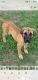 English Mastiff Puppies for sale in Oklahoma City, OK 73142, USA. price: NA