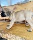 English Mastiff Puppies for sale in Caldwell, ID, USA. price: NA