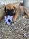 English Mastiff Puppies for sale in Jake St, California 95301, USA. price: NA