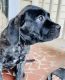 English Mastiff Puppies for sale in Norfolk, VA, USA. price: $750