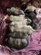 English Mastiff Puppies for sale in Kalamazoo, MI 49009, USA. price: $1,000