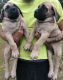 English Mastiff Puppies for sale in Leland, NC, USA. price: NA