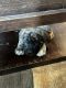 English Mastiff Puppies for sale in Caputa, SD 57725, USA. price: $1,800