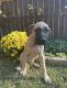 English Mastiff Puppies for sale in Powder Springs, GA, USA. price: NA