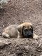 English Mastiff Puppies for sale in Gresham, OR, USA. price: $100,000