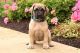 English Mastiff Puppies for sale in Union City, TN 38261, USA. price: $500
