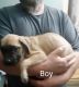 English Mastiff Puppies for sale in Neillsville, WI 54456, USA. price: $600