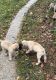 English Mastiff Puppies for sale in Sadieville, KY 40370, USA. price: NA