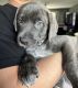 English Mastiff Puppies for sale in Blackwood, Gloucester Township, NJ 08012, USA. price: $650
