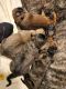 English Mastiff Puppies for sale in Columbus, GA 31909, USA. price: $1,200