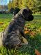 English Mastiff Puppies for sale in 2692 CA-45, Glenn, CA 95943, USA. price: NA