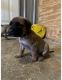 English Mastiff Puppies for sale in Wauconda, IL, USA. price: NA