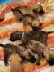 English Mastiff Puppies for sale in Sparta, MO 65753, USA. price: $1,000