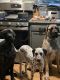 English Mastiff Puppies for sale in Racine, WI, USA. price: $3,000