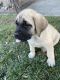 English Mastiff Puppies for sale in Atwater, CA 95301, USA. price: NA