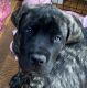 English Mastiff Puppies for sale in Salinas, CA, USA. price: $700