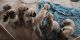 English Mastiff Puppies for sale in Colorado Springs, CO 80908, USA. price: $1,500