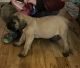 English Mastiff Puppies for sale in Richmond, KY, USA. price: NA