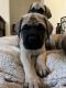 English Mastiff Puppies for sale in Winchester, CA, USA. price: NA