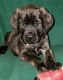 English Mastiff Puppies for sale in Conway, AR, USA. price: $1,500