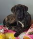 English Mastiff Puppies for sale in Massillon, OH, USA. price: $500