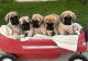 English Mastiff Puppies for sale in Atwater, CA 95301, USA. price: NA