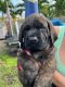 English Mastiff Puppies for sale in Largo, FL, USA. price: $1,500