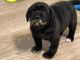 English Mastiff Puppies for sale in Dallas-Fort Worth Metropolitan Area, TX, USA. price: $2,500