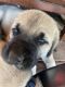 English Mastiff Puppies for sale in Murphys, CA, USA. price: $200,400